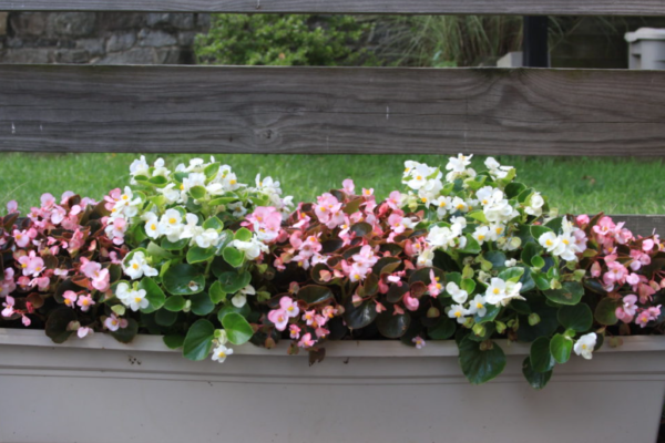 The Complete Guide to Begonia: Care, Varieties, and Growing Tips