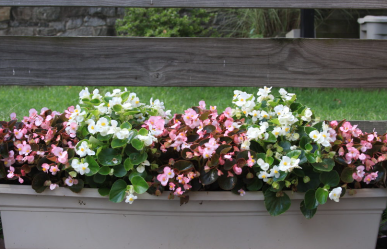 The Complete Guide to Begonia: Care, Varieties, and Growing Tips