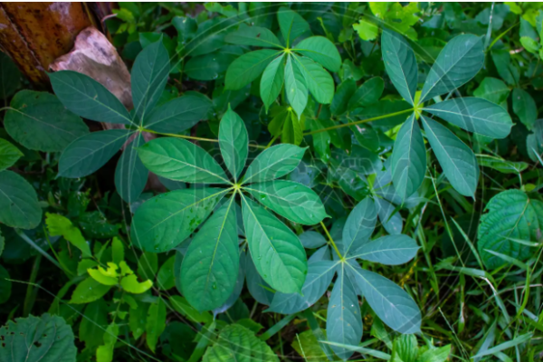 The 7 Leaf Plant: A Unique Addition to Any Garden