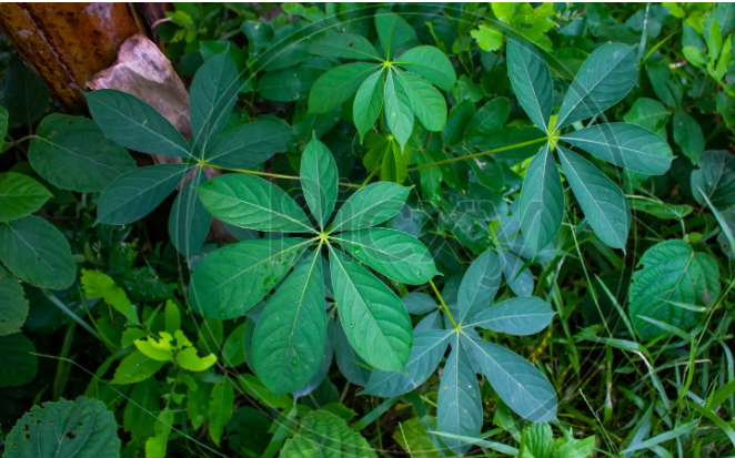 The 7 Leaf Plant: A Unique Addition to Any Garden